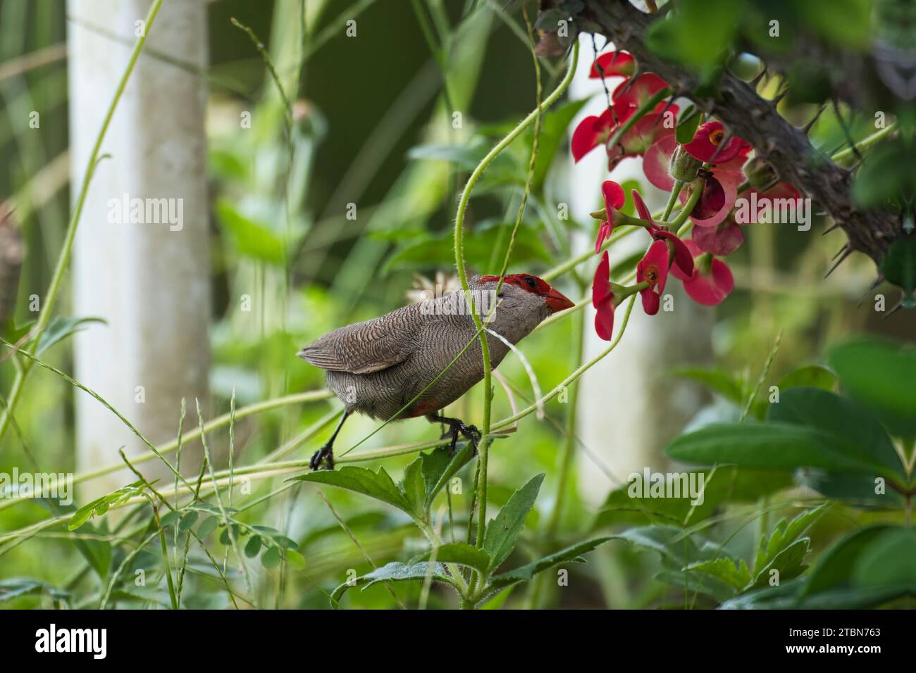 Der gewöhnliche Wachsschnabel, auch bekannt als St. Helena Wachsschnabel, ist ein kleiner Passerinvogel, der zur Familie der estrildid finch, Mahe auf den Seychellen gehört Stockfoto