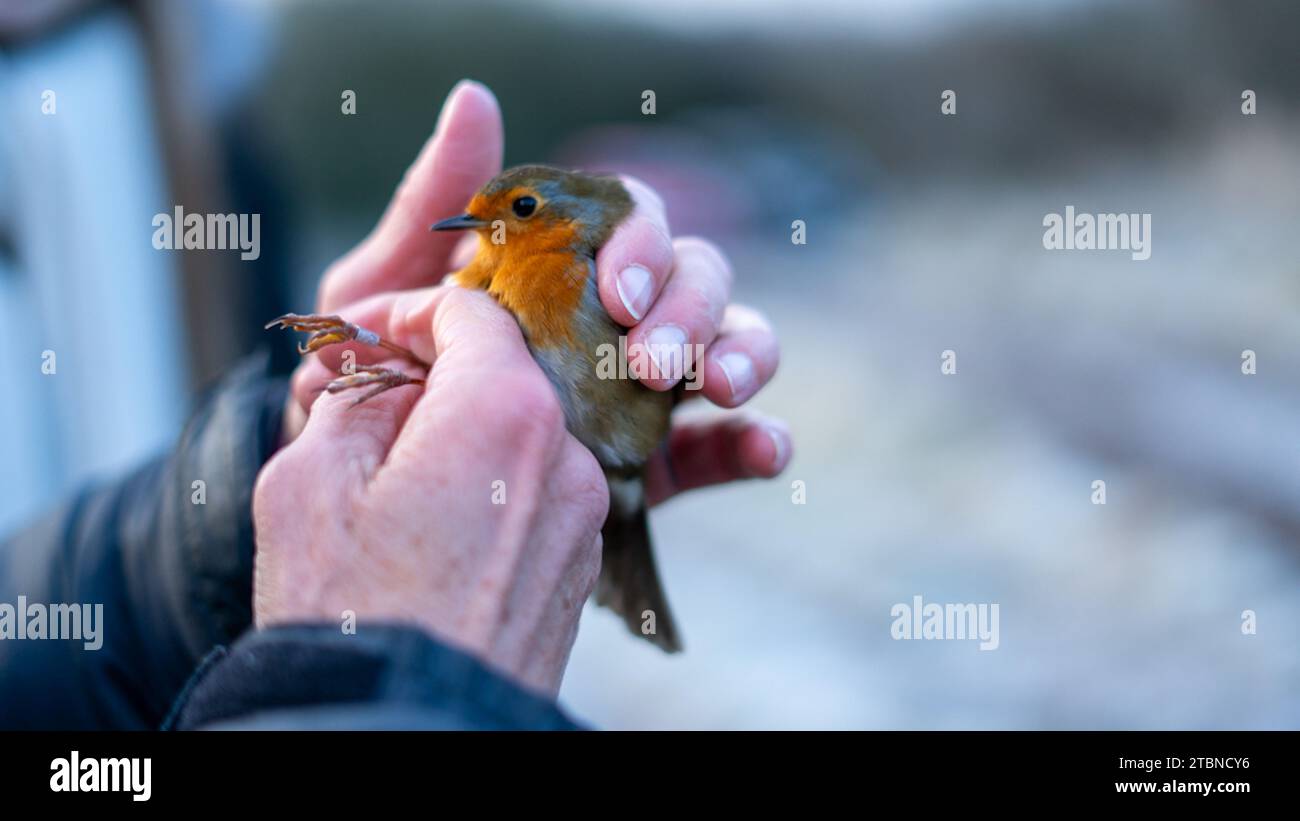 Ein Vogel in der Hand - Vogel klingelt im Winter Stockfoto