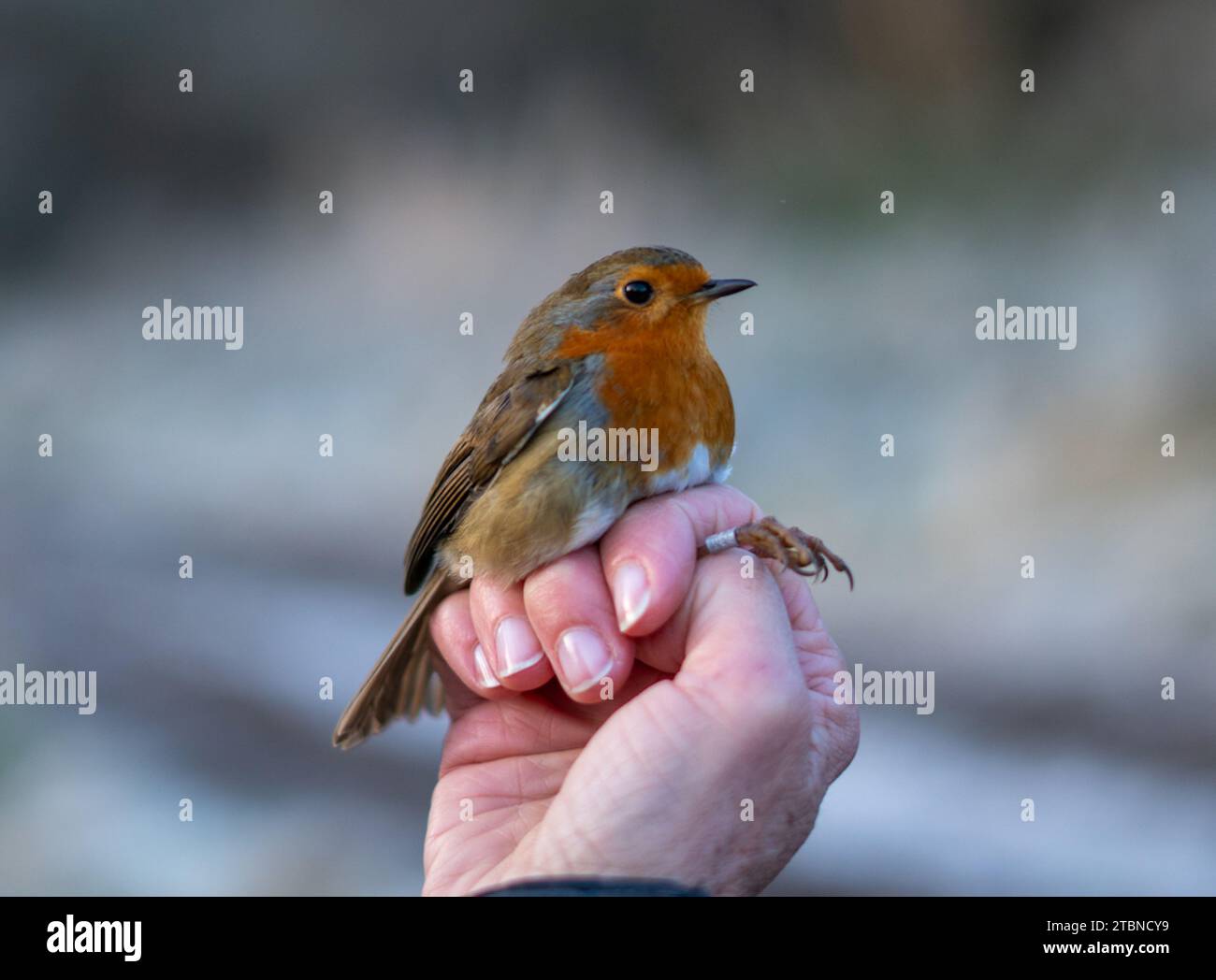 Ein Vogel in der Hand - Vogel klingelt im Winter Stockfoto
