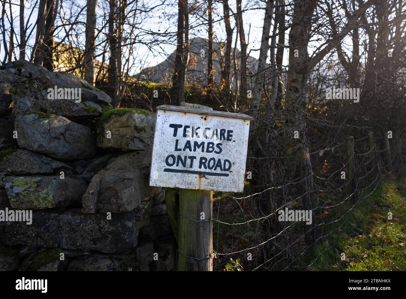 Tek Care Lambs auf dem Straßenschild, Cumbria, Lake District, England Stockfoto