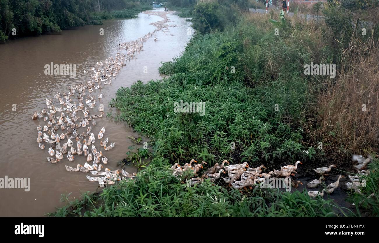 Die Aufzucht von Enten für Eier auf dem Feld spart Viehkosten, niedrige Preise und erhöht so Einkommen und Gewinne für die Landwirte Stockfoto