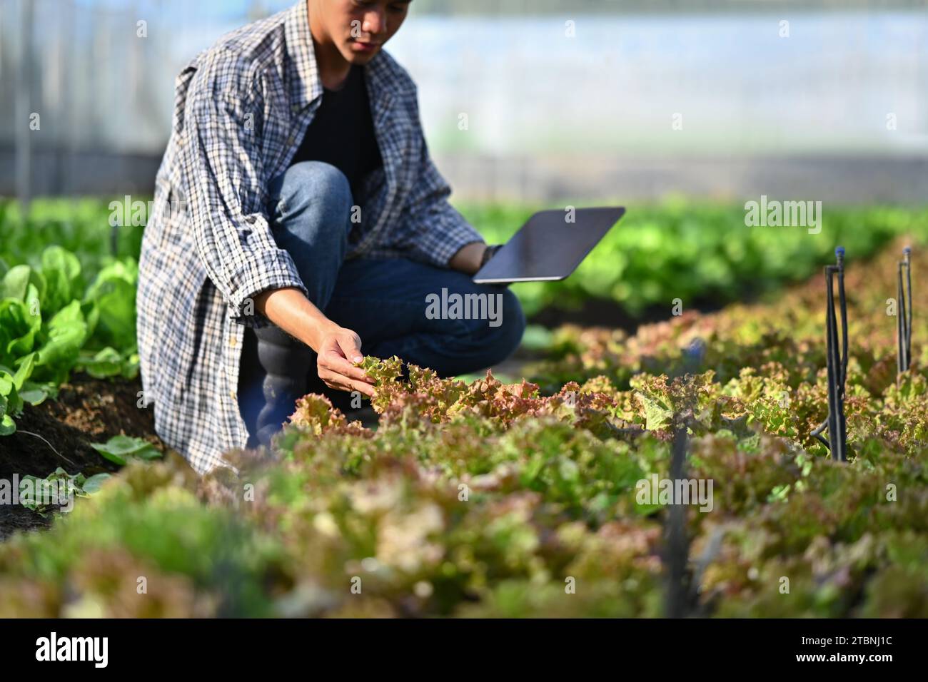 Junglandwirt prüft die Qualität von Bio-Gemüse und verwaltet Pflanzenexportaufträge auf digitalen Tablets Stockfoto