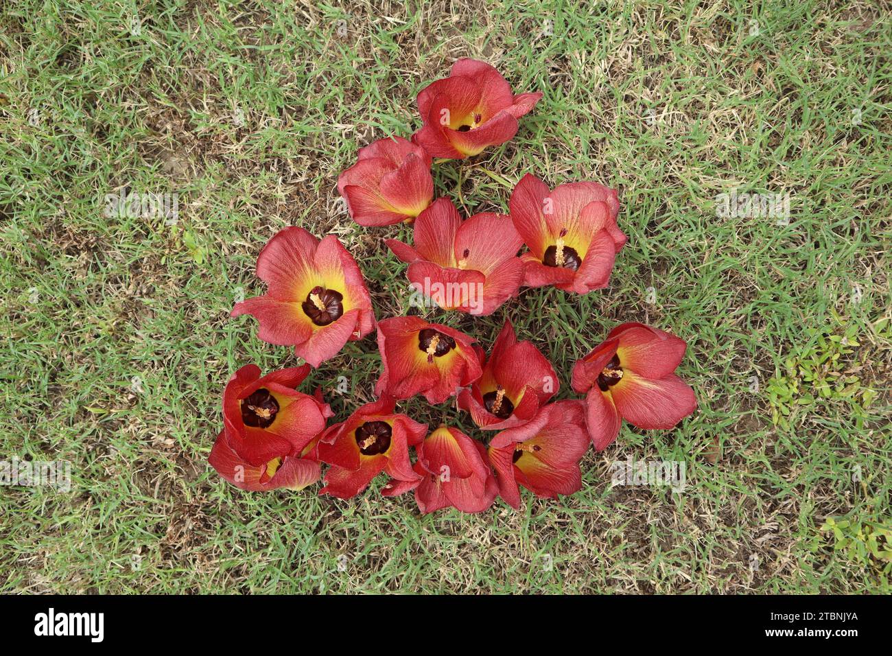 Wunderschöner Sea Hibiscus, auch bekannt als Hibiscus tiliaceus auf grünem Gras. Hellrot mit gelben und orangen Blütenblättern Küstenhibiskus Stockfoto