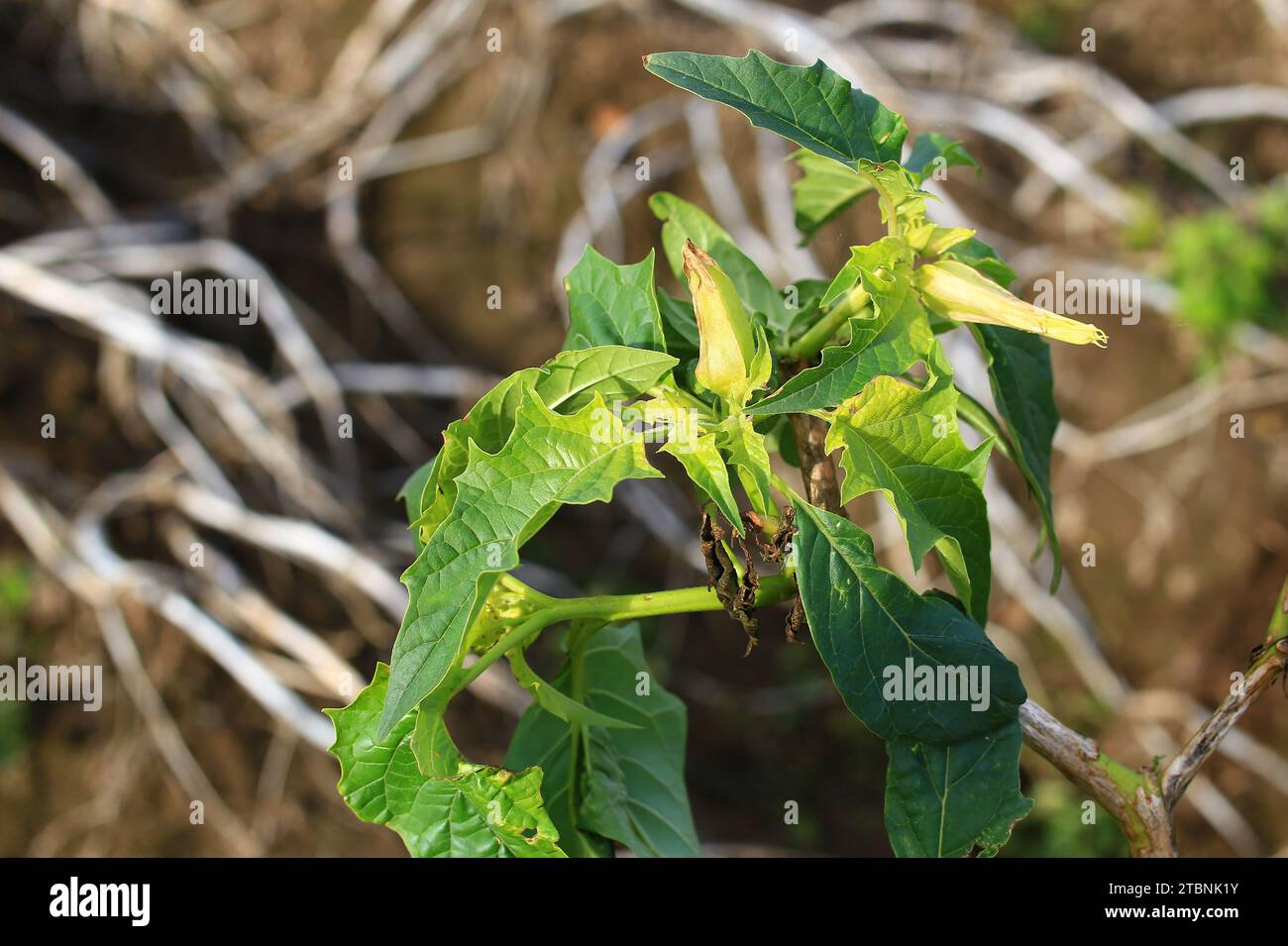 Verwelkte Blüte und Blätter des giftigen Dornapfels (Datura stramonium). Stockfoto