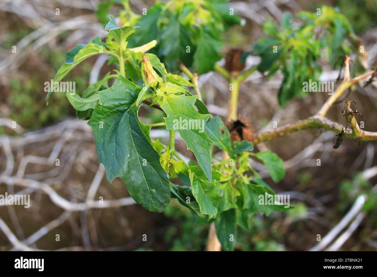 Blätter des giftigen Dornapfels (Datura stramonium). Stockfoto