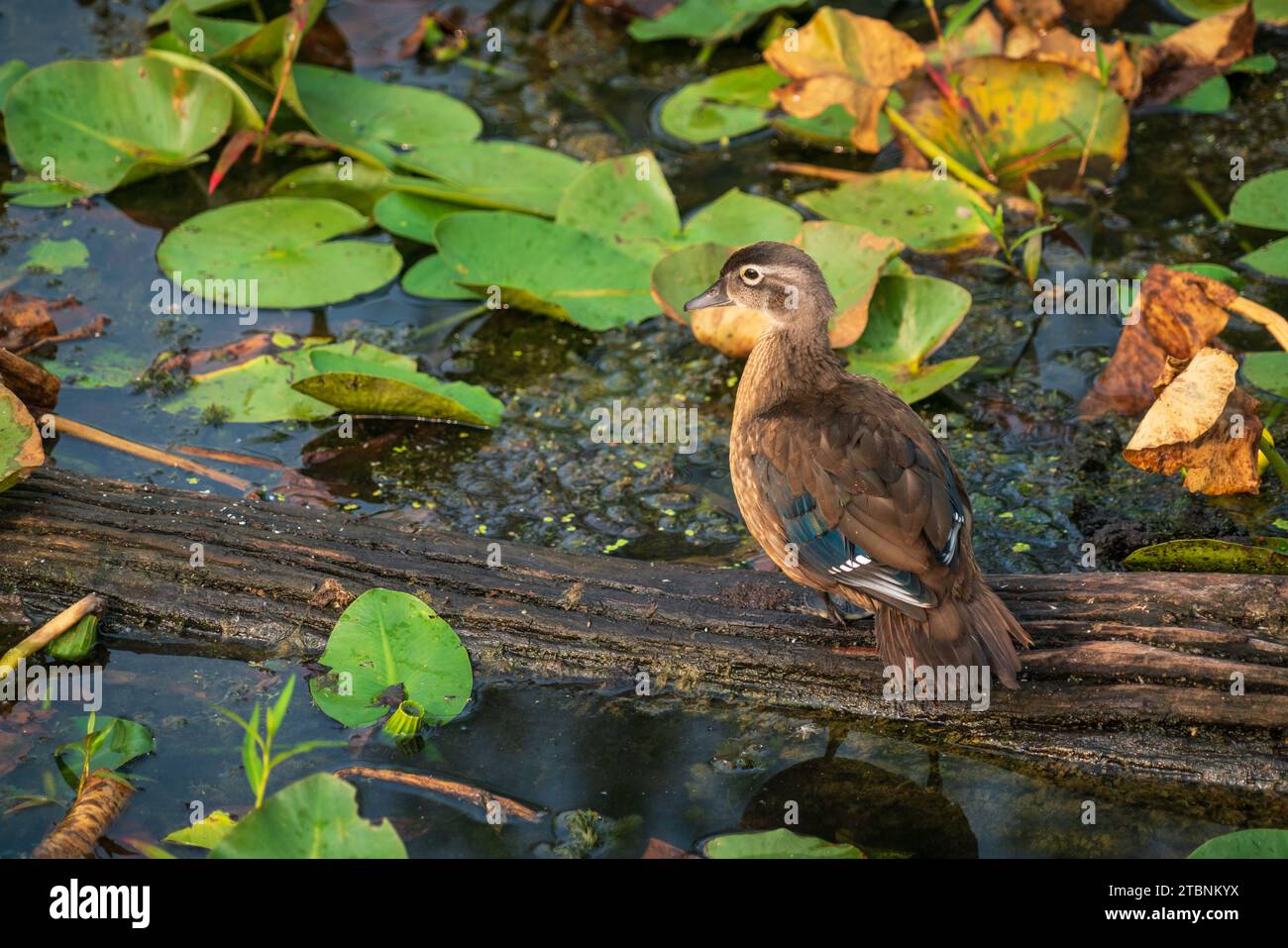 Eine kleine Ente im Cuyahoga Valley National Park in Ohio Stockfoto