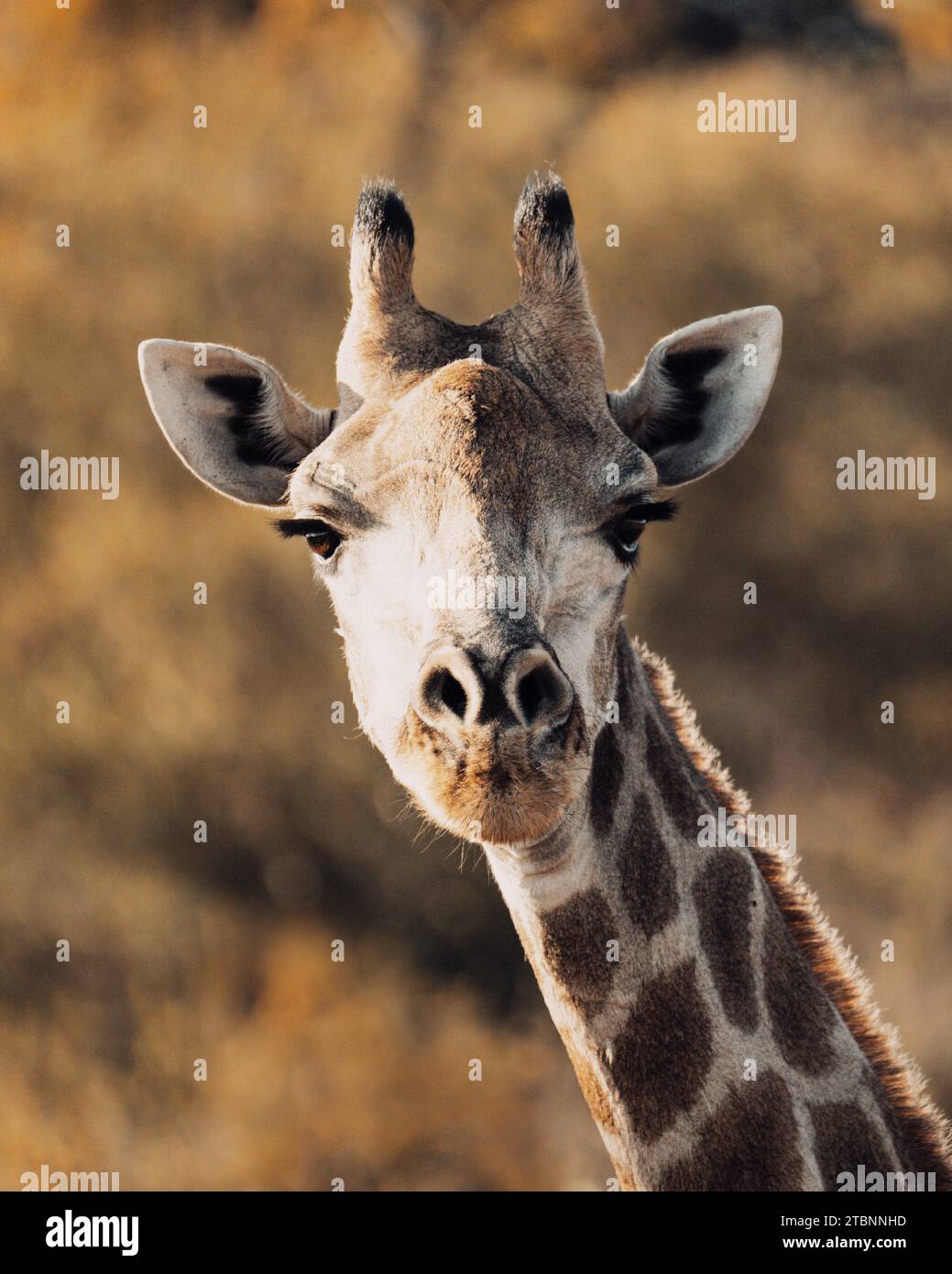 Nahaufnahme des Gesichts einer Giraffe, aufgenommen in exquisiten Details, während es direkt in die Kamera blickt. Stockfoto