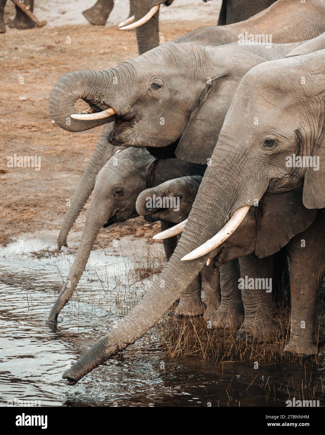 Erwachsene und junge Elefanten, die in der afrikanischen Savanne fressen Stockfoto