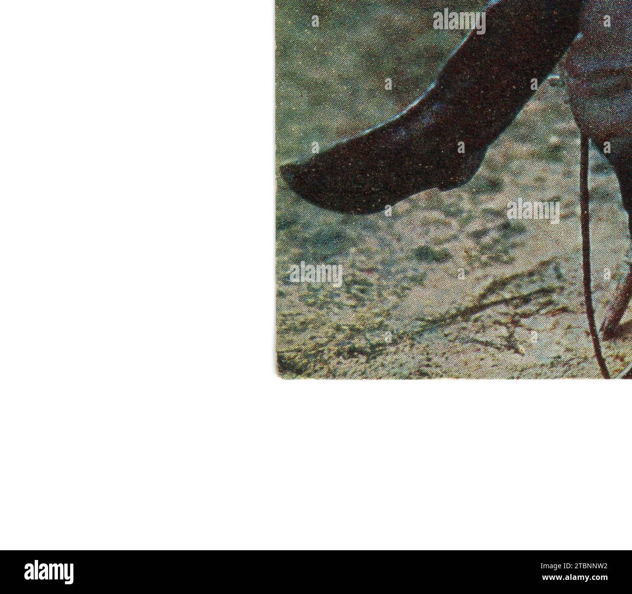 Die Farbfotografie von Lew Nikolajewitsch Tolstoi (russisch Лев Николаевич Толстой; 9. September [O. S. 28. August] 1828 – 20. November [O. S. 7. November] 1910), in englischer Sprache als Leo Tolstoi bezeichnet, war ein russischer Schriftsteller von Sergej Prokudin-Gorski. Alte Vintage-Postkarte des Russischen Reiches, 23. Mai 1908. Details. Stockfoto