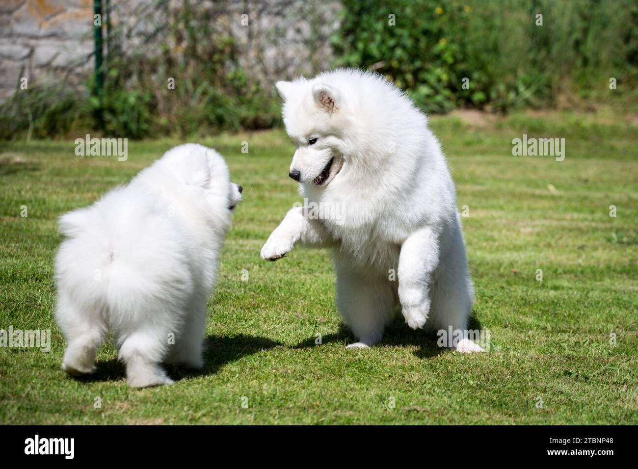 Samoyed Hunde spielen Stockfoto