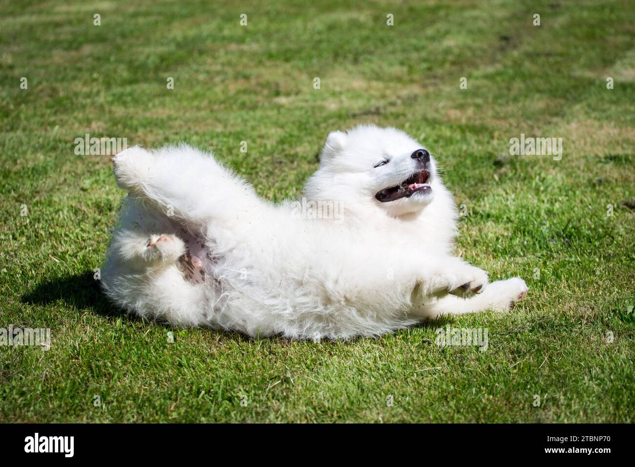 Samoyed Hündchen Stockfoto