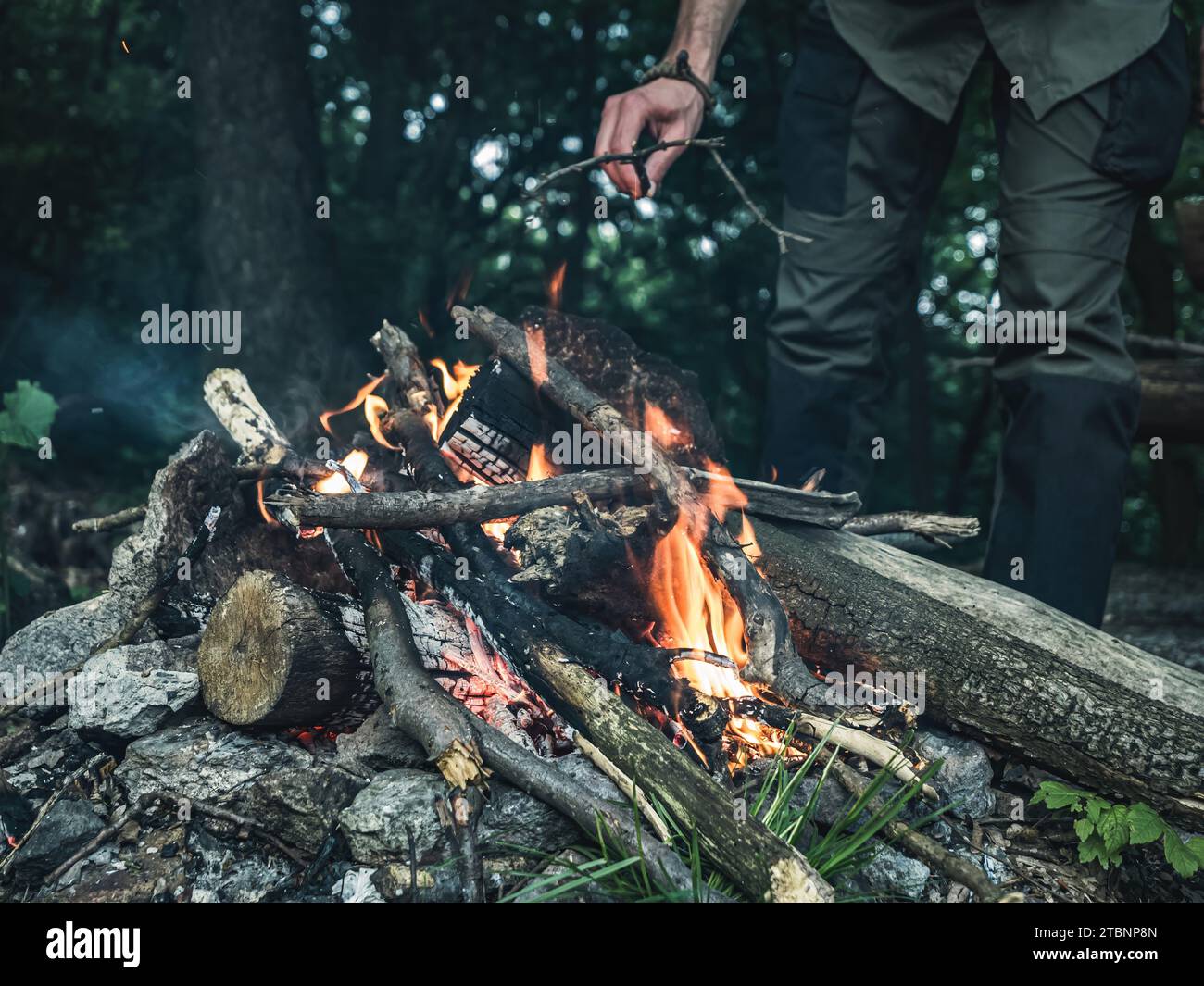 Mann Hände füttern Holz auf einem Waldfeuer, kein Gesicht, Camping wild im Freien Freizeit Urlaub Stockfoto