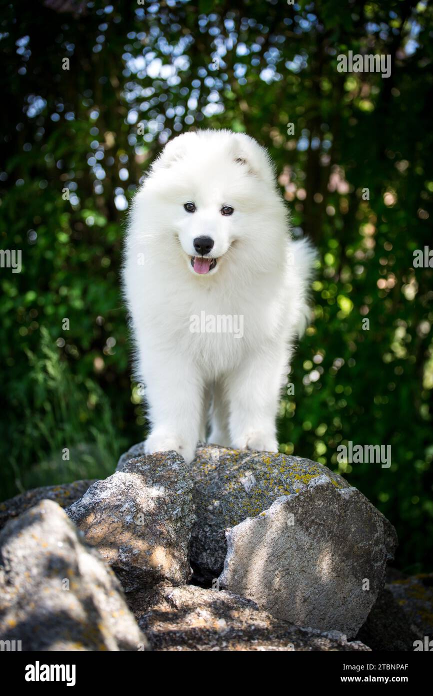 Samoyed Hündchen Stockfoto