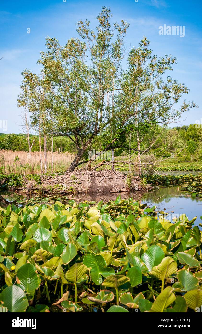 Die Wetlands, Cuyahoga Valley National Park in Ohio Stockfoto