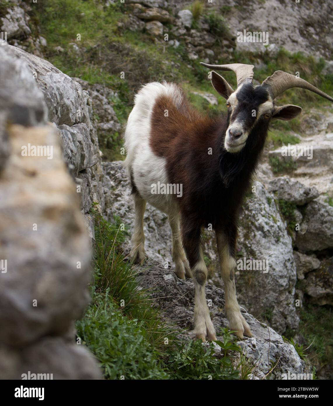 Imagen en la que una cabra marrón y blanca posa con elegancia, fusionándose armoniosamente con el espectacular paisaje montañoso. Stockfoto