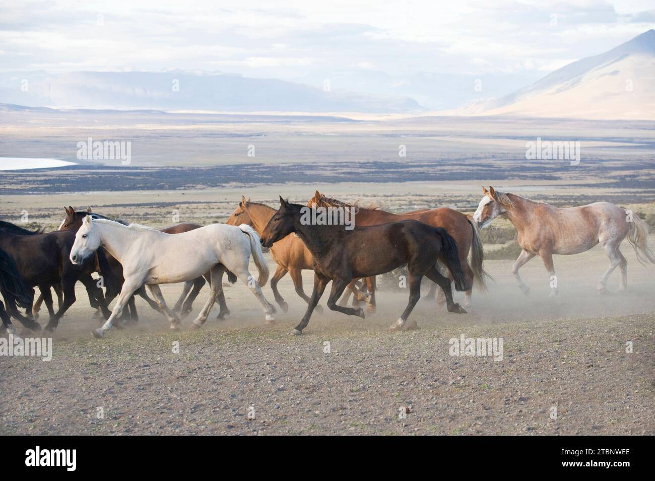 Eine Herde von Pferden, die auf einer Estancia in der Nähe des Nationalparks Las Torres in Chile laufen. Stockfoto