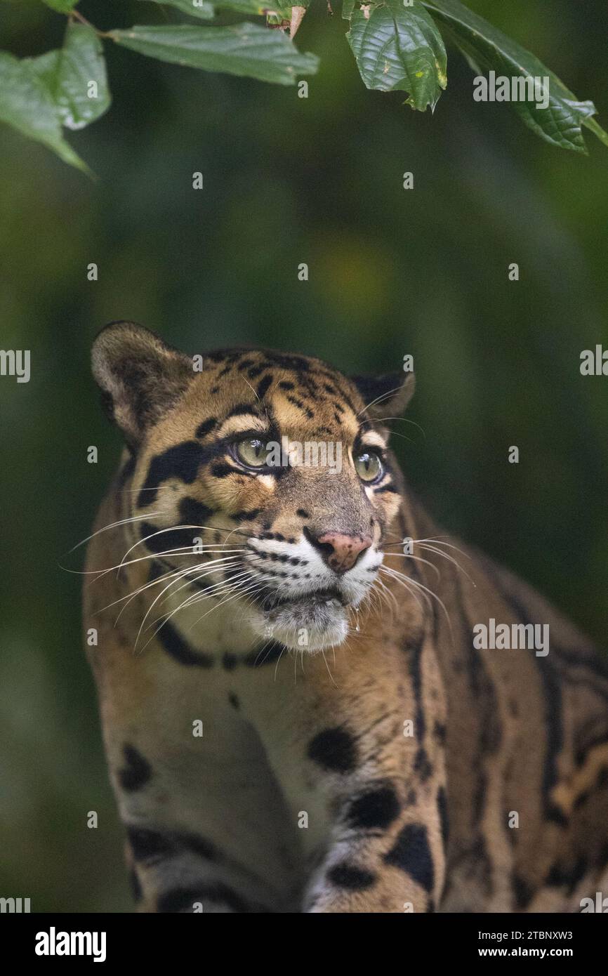 Indischer wolkiger Leopard (Neofelis nebulosa) Stockfoto