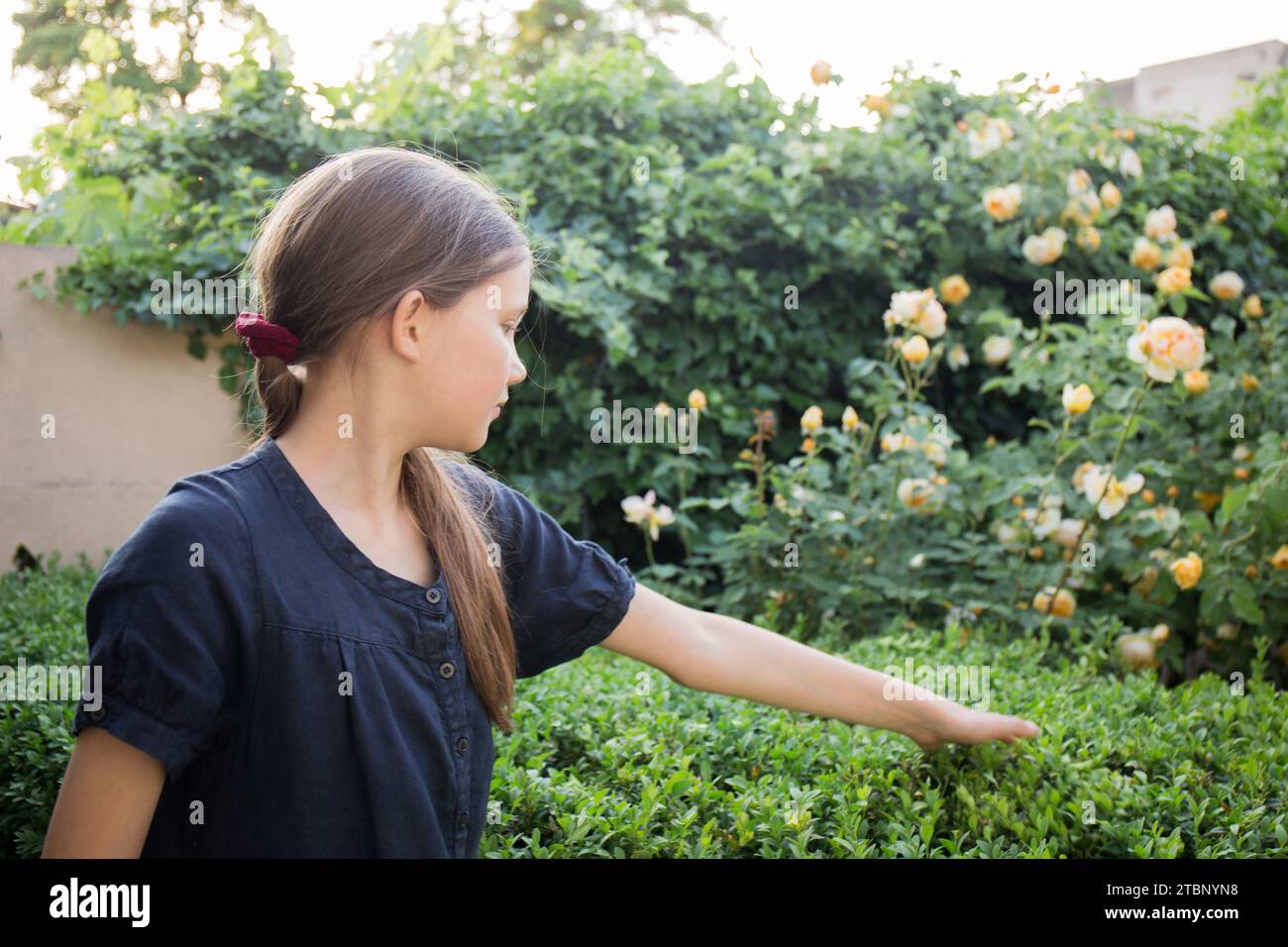 Ein Teenager berührt eine Buchsbaumhecke mit ihren Händen Stockfoto