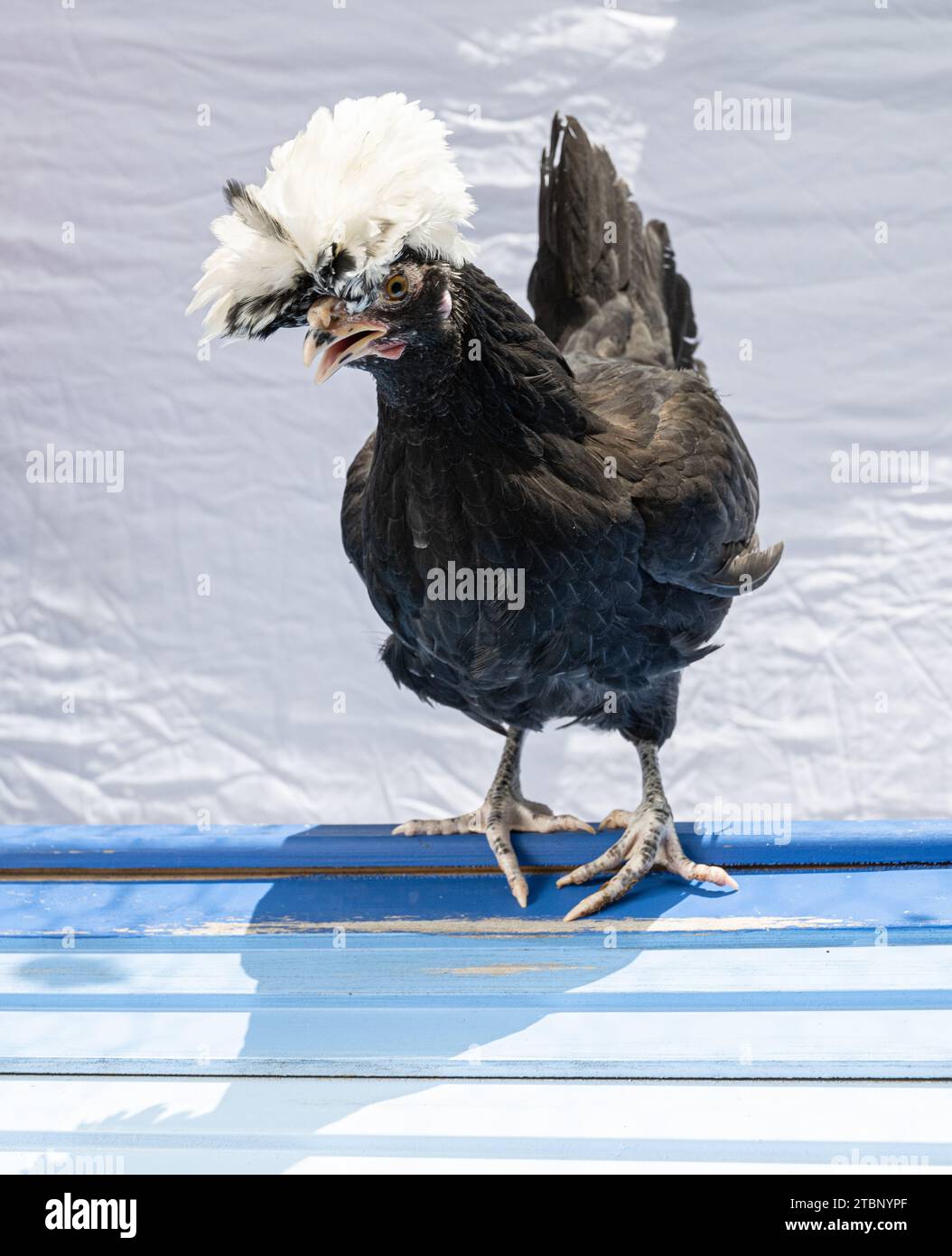 Schwarz-Polnisches Hen-Junghähnchen Stockfoto