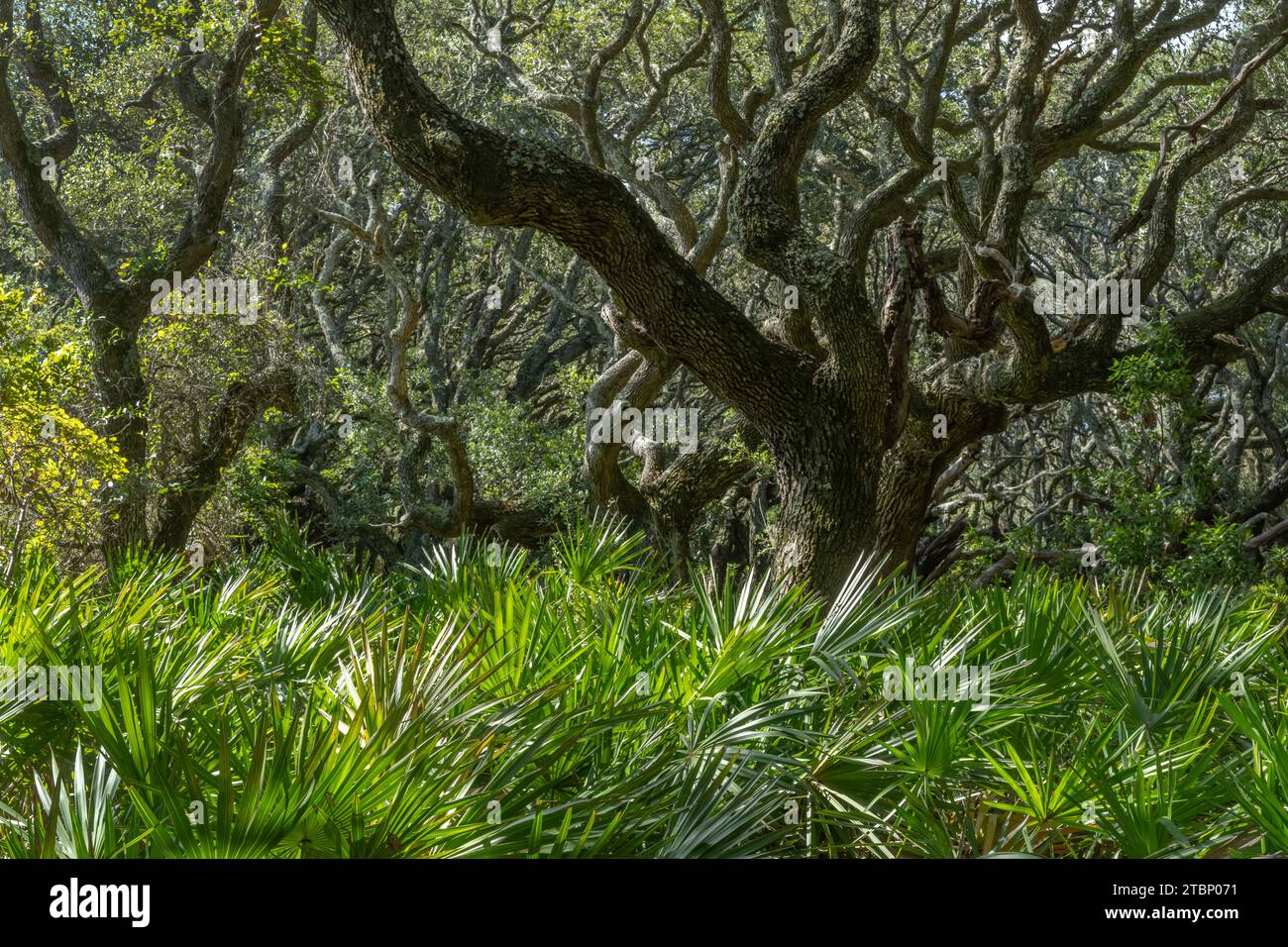 Maritime Forest, Cumberland Island, Georgia Stockfoto