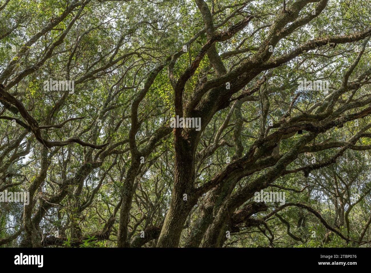 Maritime Forest, Cumberland Island, Georgia Stockfoto