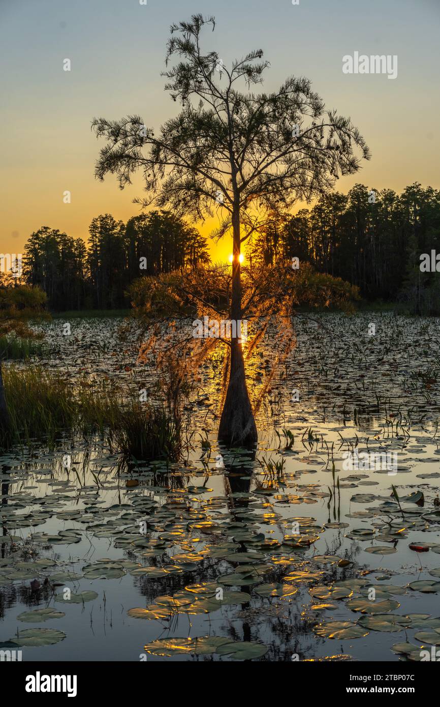 Cypress Tree, Okefenokee Swamp, Georgia Stockfoto