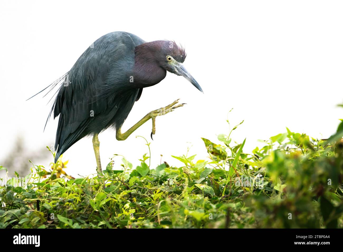 Ein kleiner Blauer Heron, der sich bereit macht, sich im Gesicht zu kratzen Stockfoto