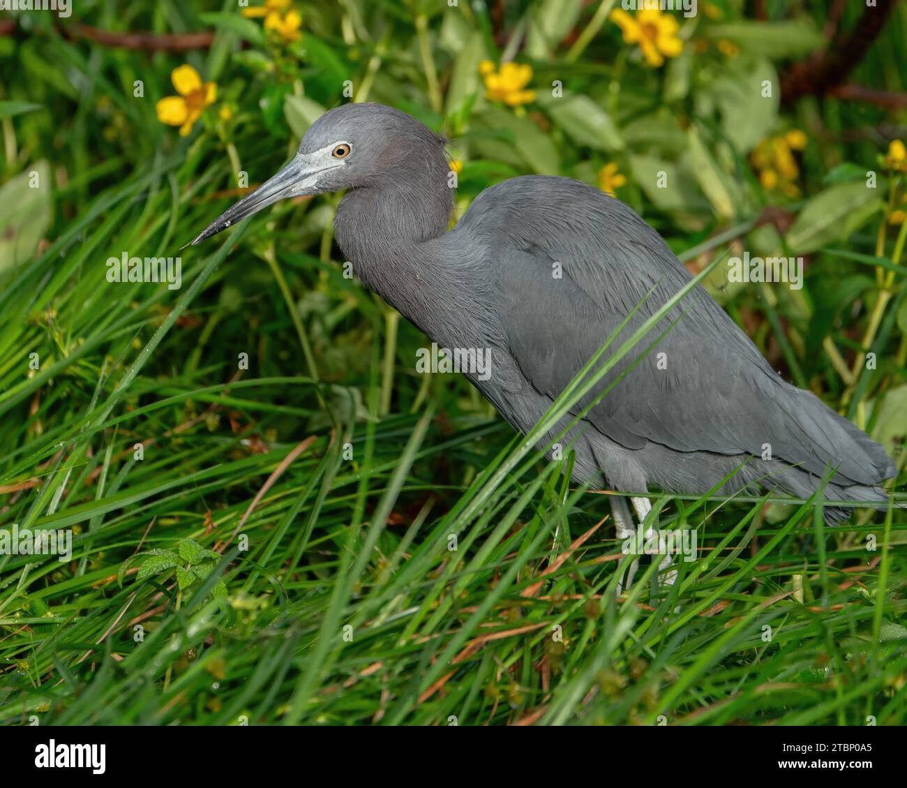 Ein kleiner Blaureiher auf der Suche nach Essen Stockfoto