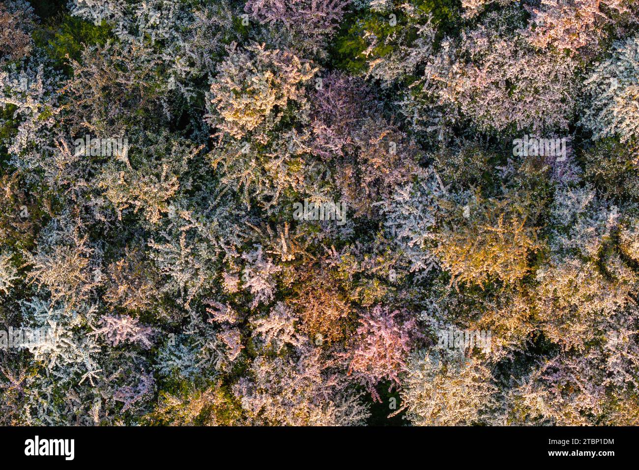 Aus der Vogelperspektive von Hawthorn Trees in Blossom, Dartmoor National Park, Devon, England. Sommer (Sommer) 2023. Stockfoto