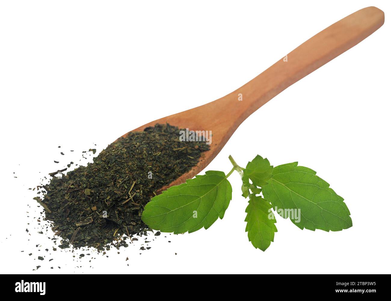 Heilbasilikum oder tulsi Blätter frisch und zerdrückt Stockfoto