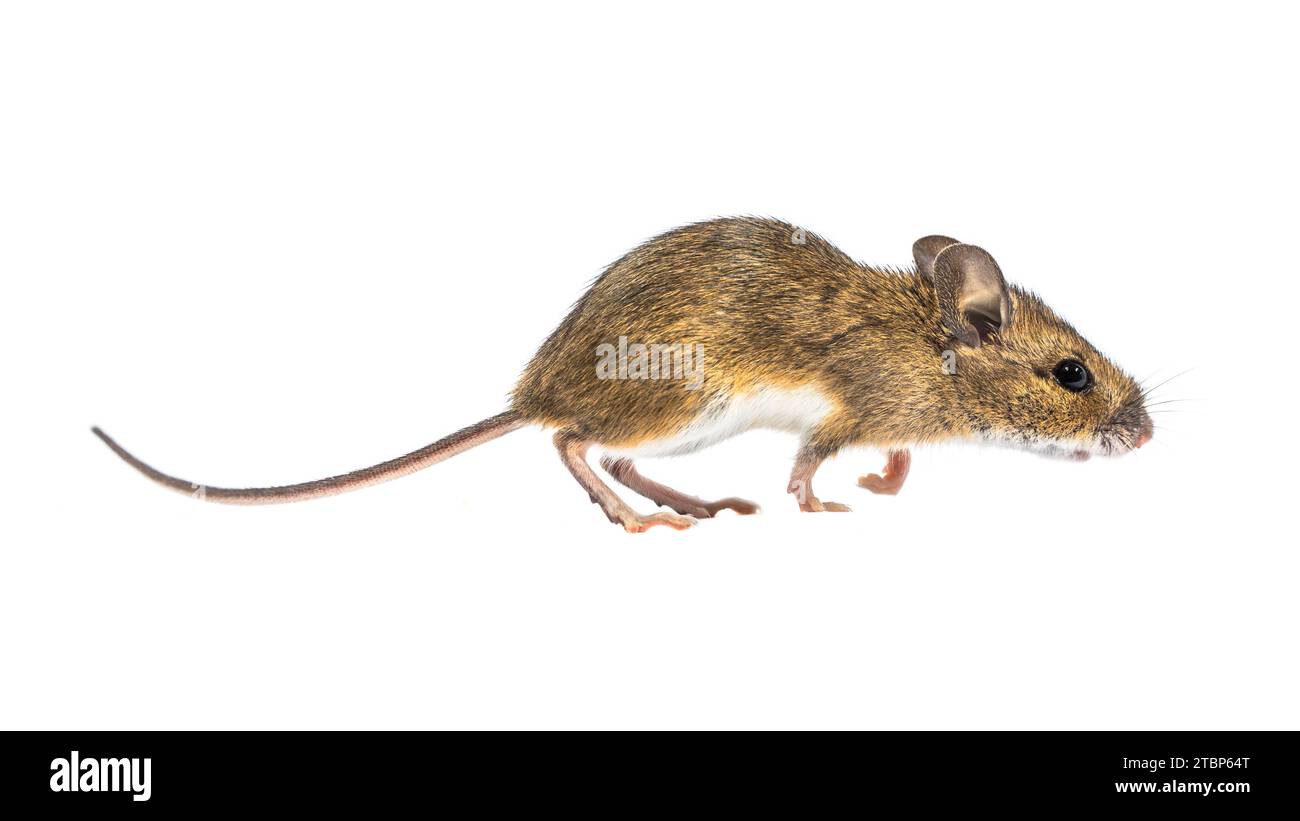 Sneaky Wood Maus (Apodemus sylvaticus) isoliert auf weißem Hintergrund. Diese niedlich aussehende Maus ist in den meisten Teilen Europas zu finden und ist ein sehr verbreitetes und Stockfoto