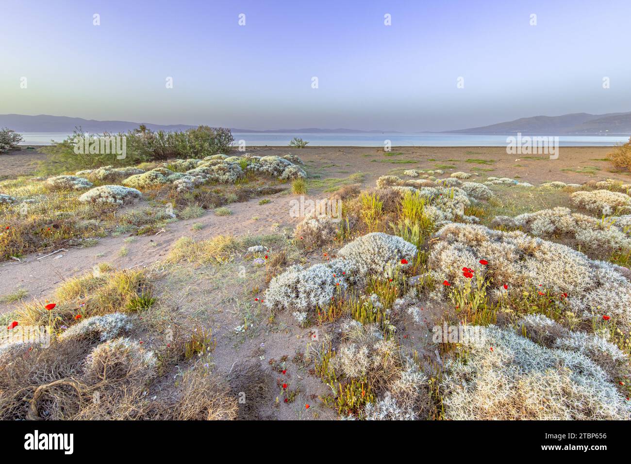 Strauch Vegetation in Alykes Feuchtgebiete sheepfields birding Website auf der Insel Lesbos, Griechenland Stockfoto