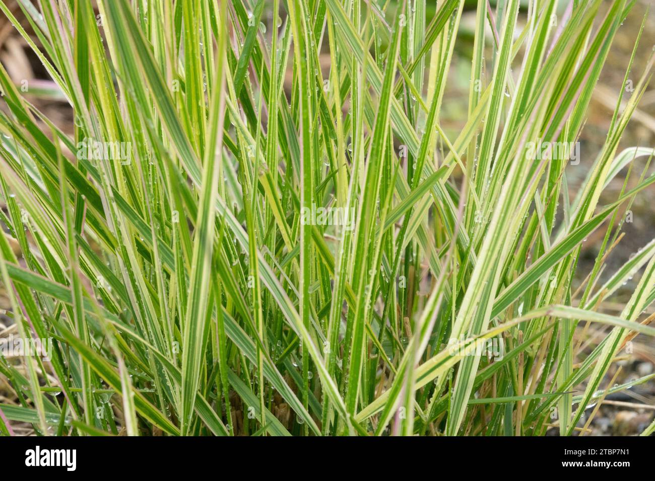 Calamagrostis Schilfgras Verschiedenes Laub Blätter Calamagrostis x acutiflora 'Overdam' Gartensaison, Frühlingsfedern Schilfgras Pflanze Stockfoto