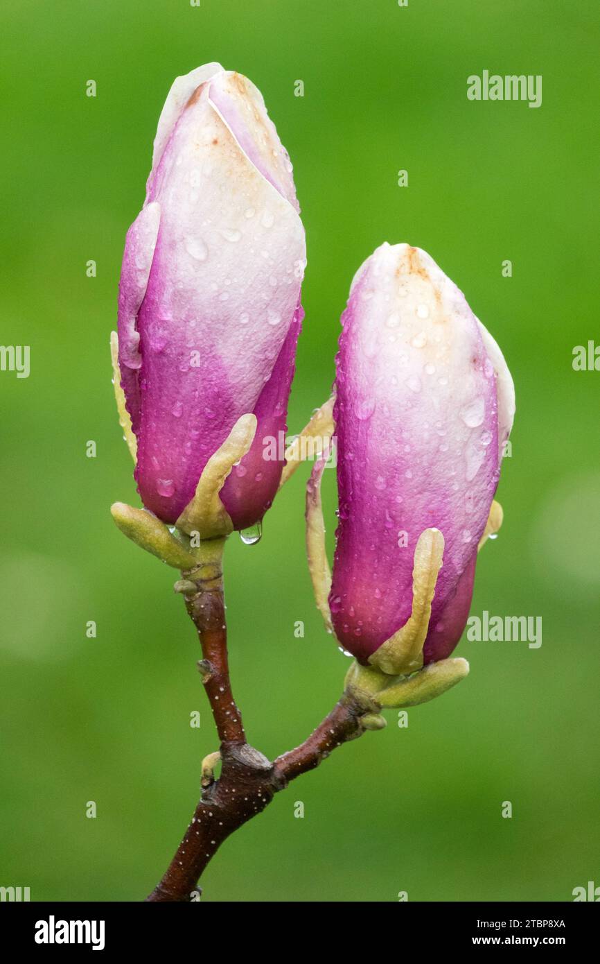 Zwei, Knospen, Magnolia Knospen Pink, Magnolie, Knospen, Blume, ein, Grün, Hintergrund, Frühling, Untertasse Magnolia, Magnolia Lennei Stockfoto