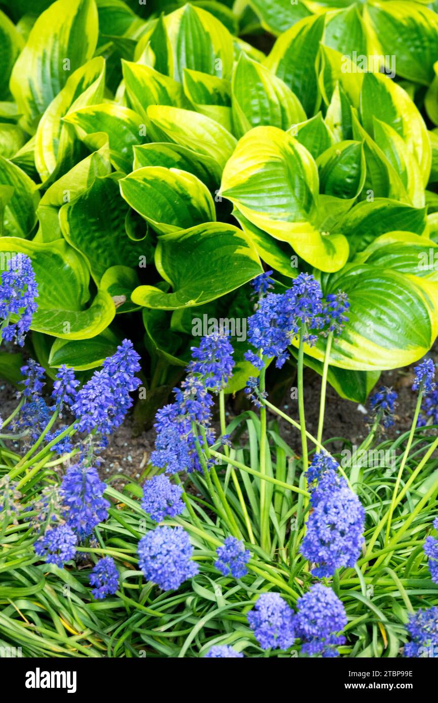 Bantain Lily, Spring, Funkia, Hosta, Traubenhyazinthe, Muscari, gemischt, blühend, Pflanzen in Garden Blue Green Stockfoto