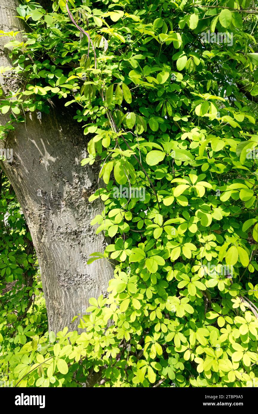 Akebia quinata, wächst auf einem alten Baumstamm auf, fünfblättrige Schokoladenrebe, Laubkriecher Stockfoto