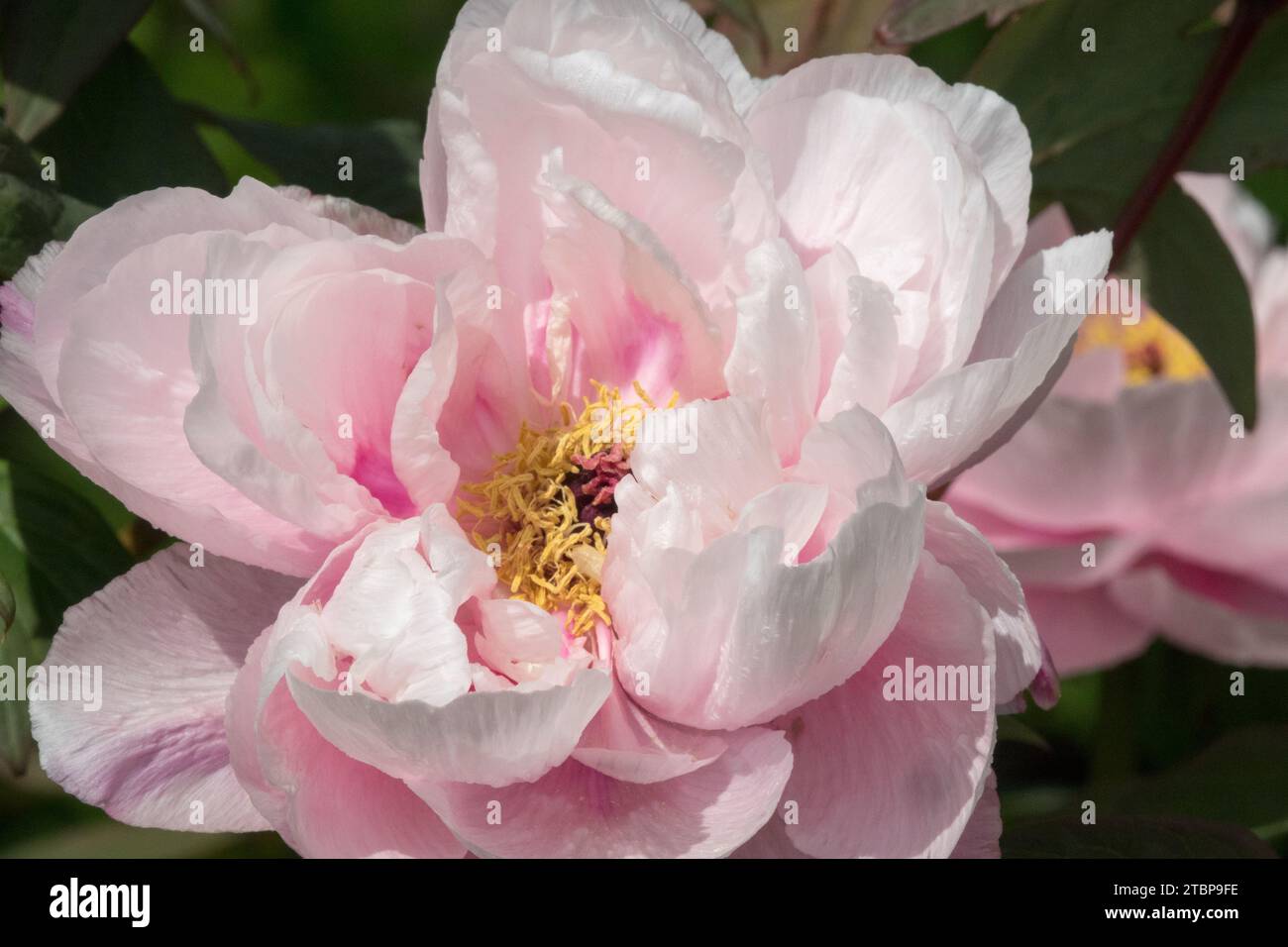 Schöner japanischer Baum Pfingstrose Blume Pfingstrose 'Tamafuyo' Paeonia Baum Rosa weiß Stockfoto