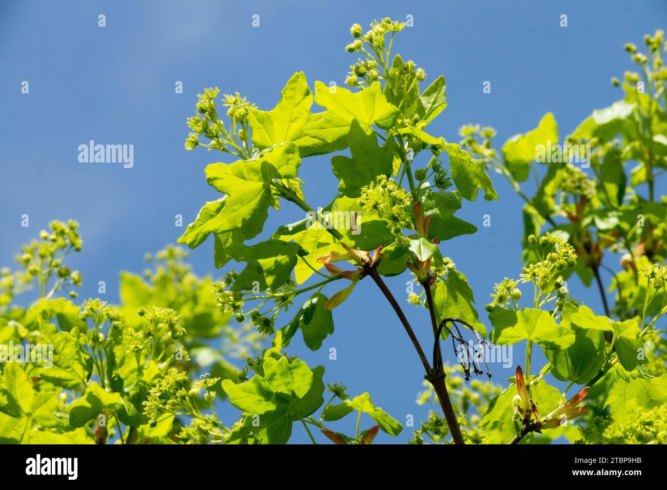 Frühling, Ahorn, Blätter, Acer Campestre, Laub, Zweig, Ahorn, Blumen, Pflanze, Acer Campestre Blätter Stockfoto