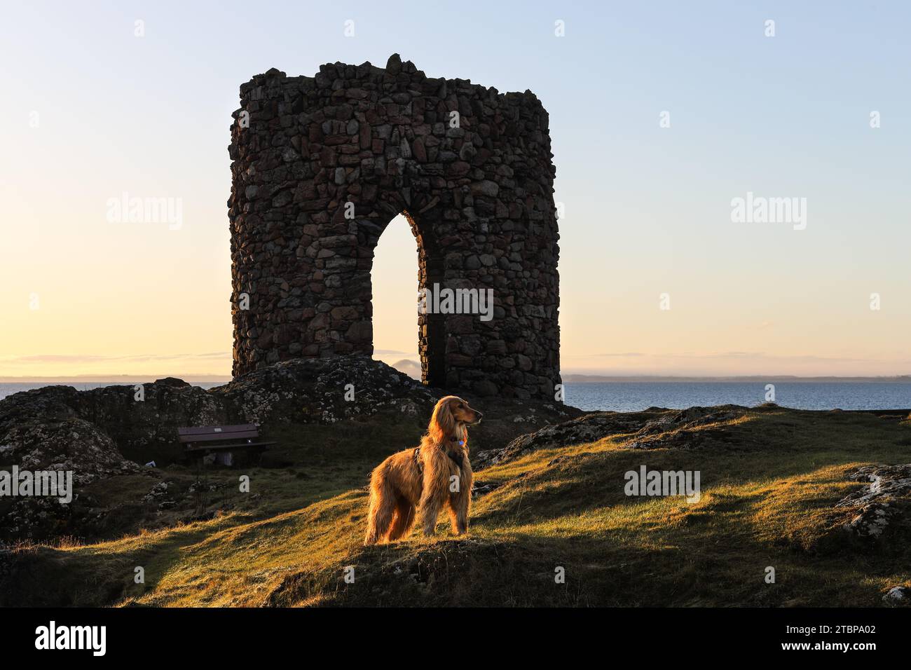 Ein Hund, der bei Sonnenaufgang vor dem Lady’s Tower steht, Fife Coastal Path, Ruby Bay, Elie, Fife, Schottland, Großbritannien Stockfoto
