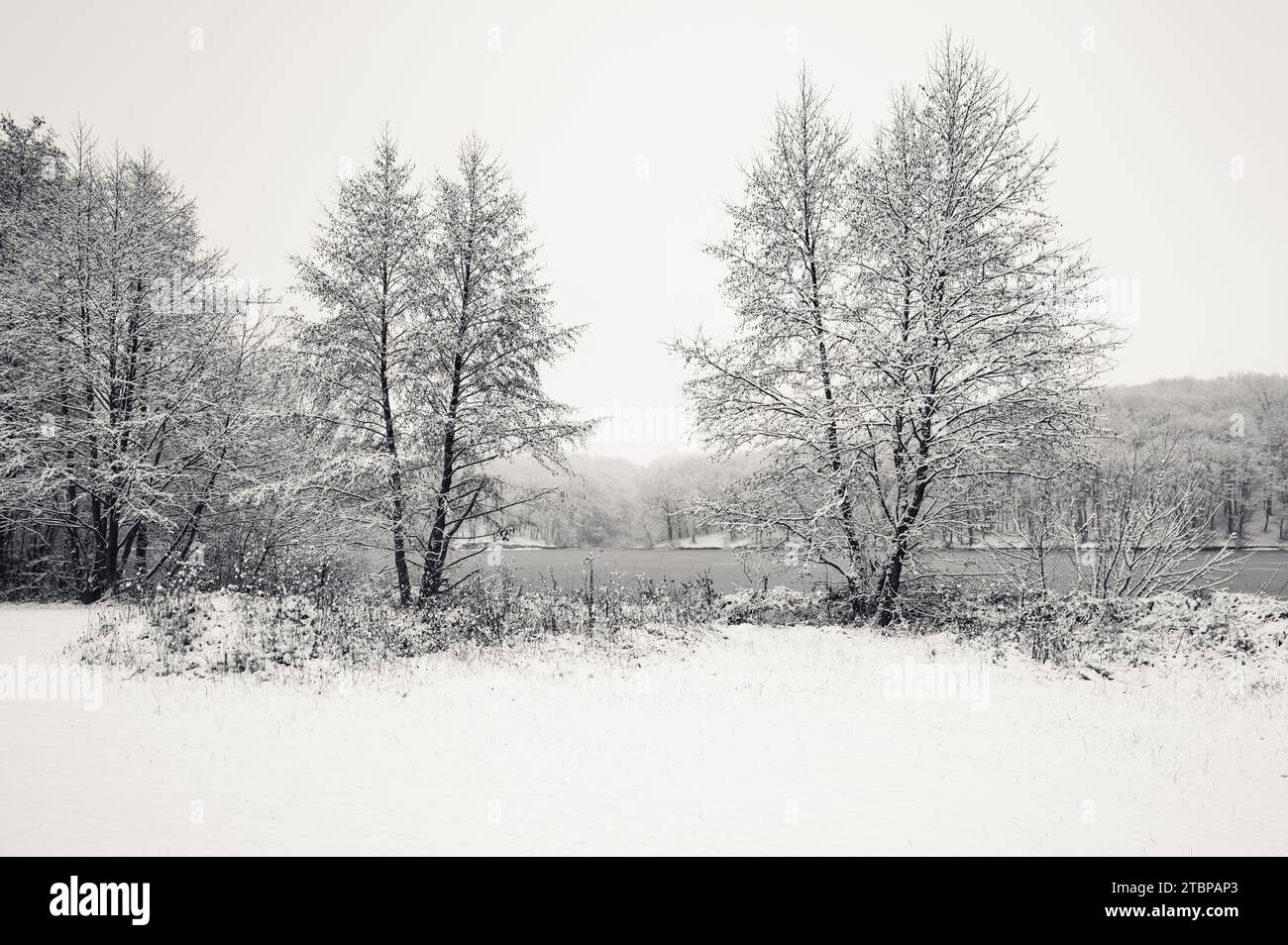 Schwarz-weiße Winterlandschaft mit Bäumen davor und gefrorenem See oder Eisfluss im Hintergrund. Wunderschön und landschaftlich reizvoll Stockfoto