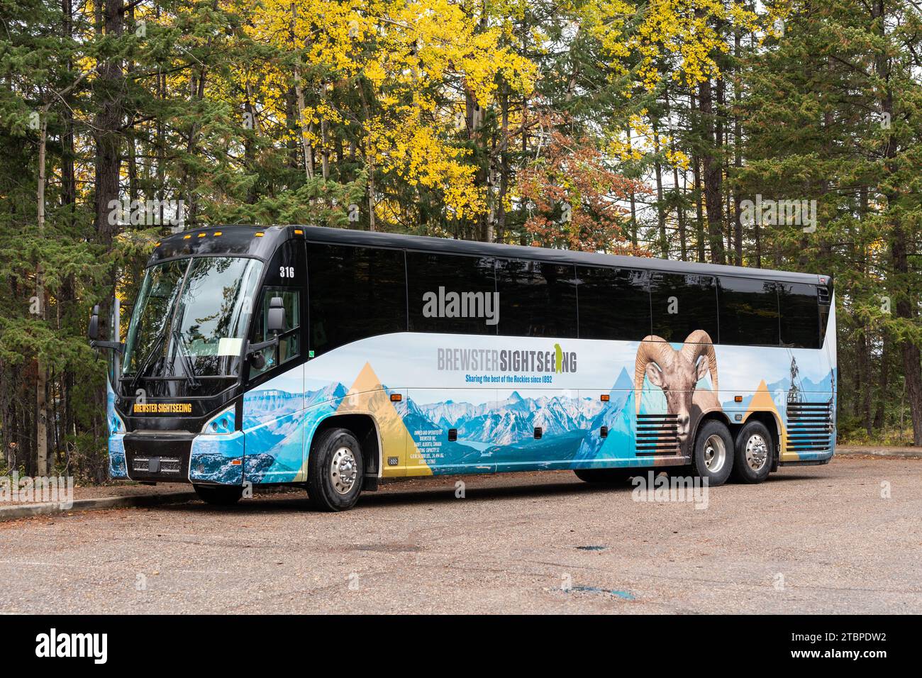 Alberta, Kanada - 29. September 2023 : Brewster Sightseeing Tours Bus parkt im Wald. Stockfoto