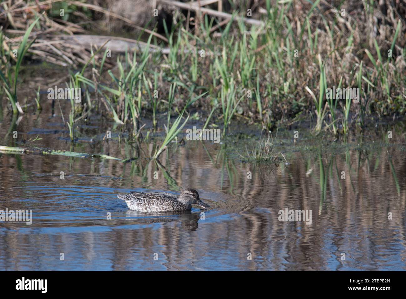 Kleine Enten schwimmen durch die Feuchtgebiete des Montezuma National Wildlife Refuge Stockfoto