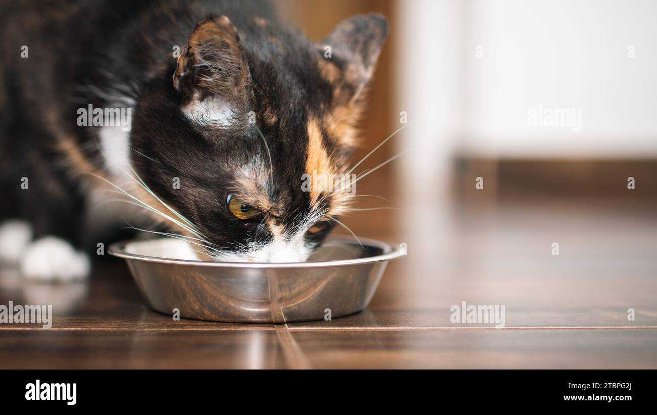 Braune hungrige Katze, die in der Küche aus einer Metallschale isst. Hausleben mit Haustier. Stockfoto