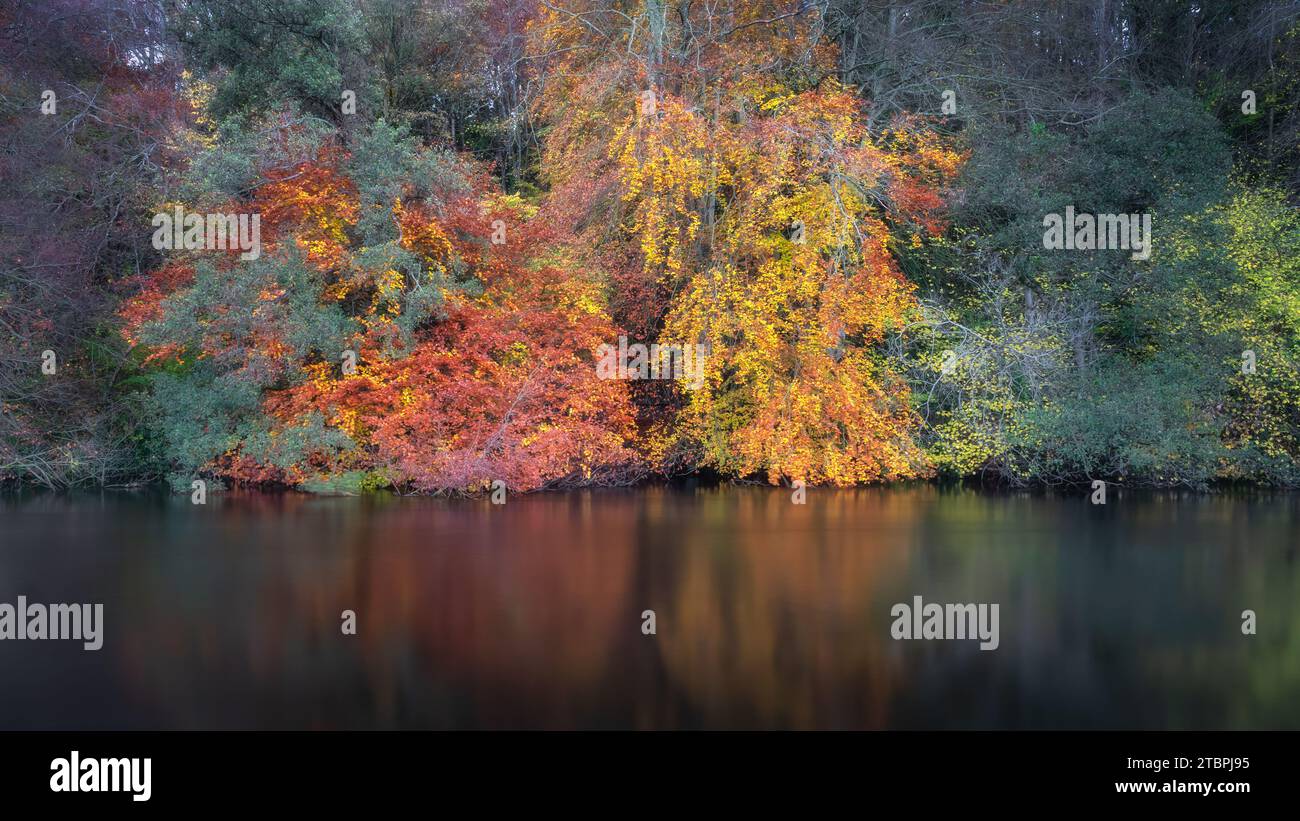 Wunderschöne Bäume und Wälder in lebhaften Herbstfarben spiegeln sich im unscharfen Wasser des Liffey River wider. St. Catherines Park, Dublin, Irland Stockfoto