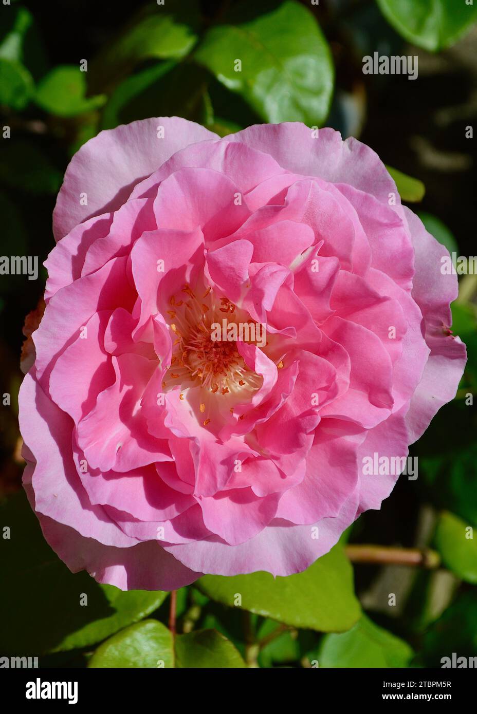 Eine Nahaufnahme einer gesunden Rosenblüte an einem sonnigen Morgen. Stockfoto