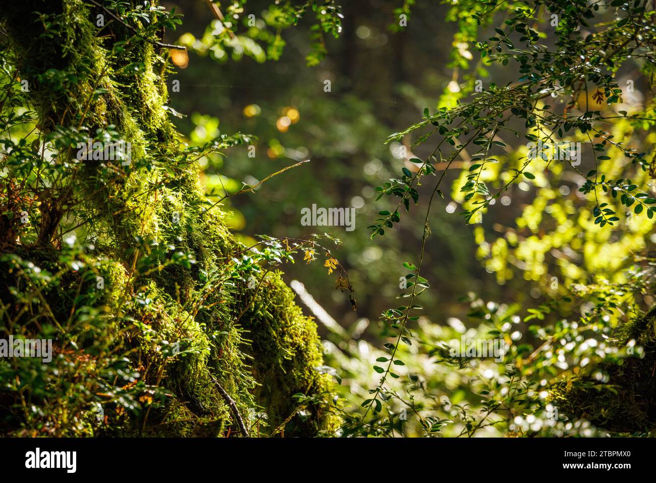 Sonnenlicht filtert durch einen moosbedeckten Wald in Südalbanien Stockfoto