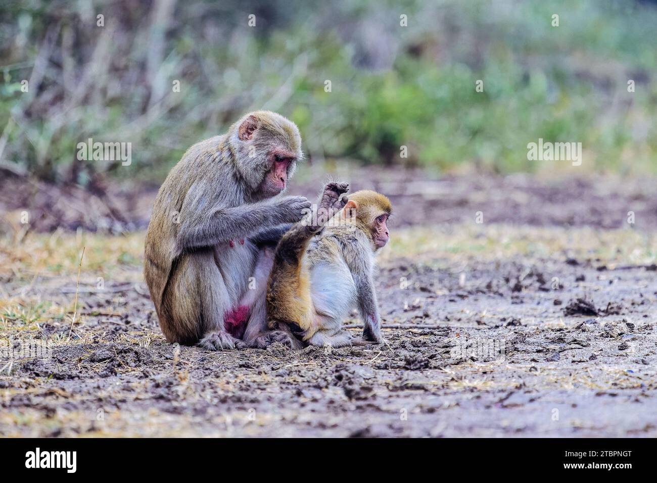 Drei Primaten spielen auf einer offenen Wiese, einer von ihnen wiegt ein Baby Stockfoto