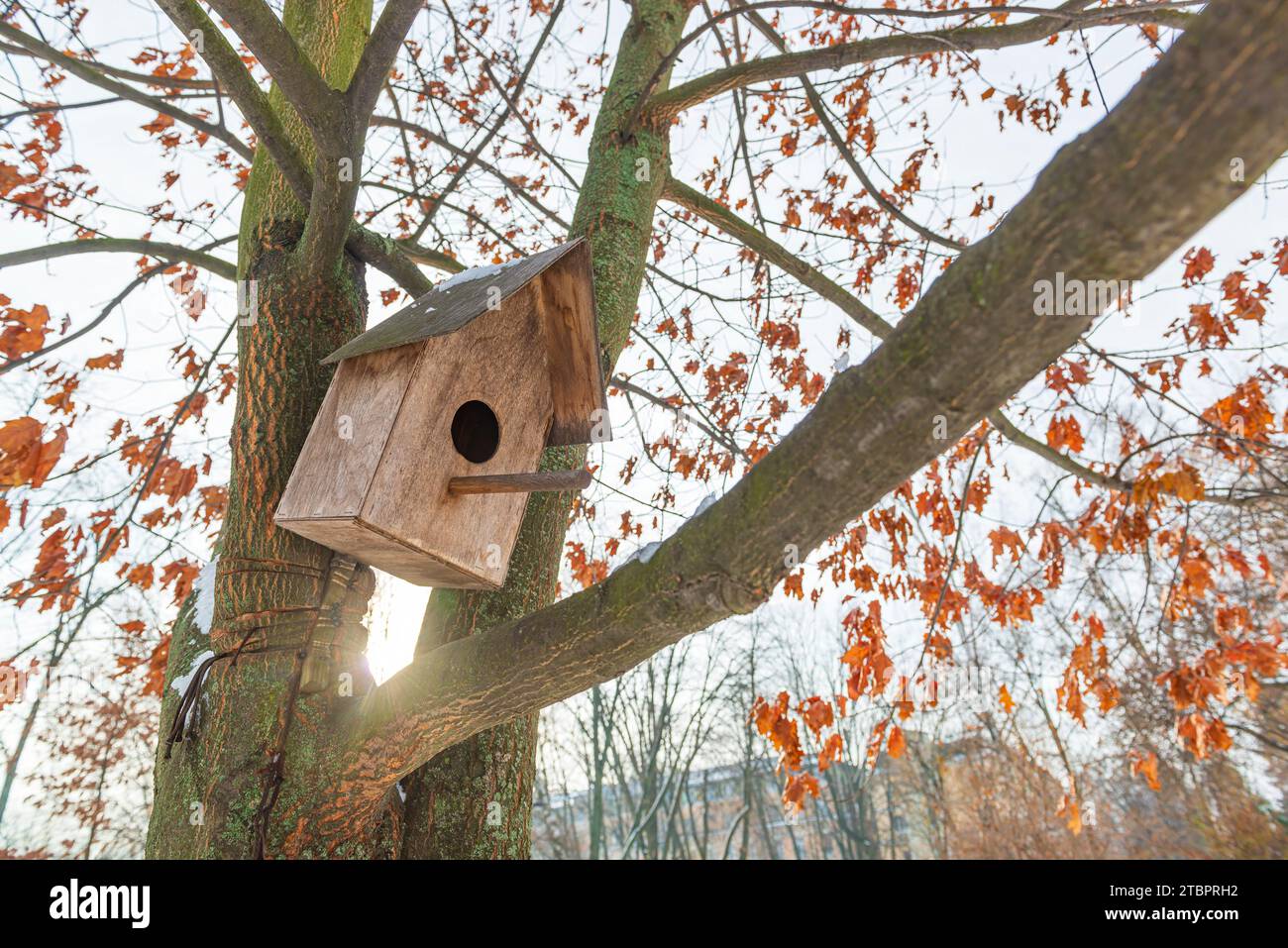 Vogelhaus auf dem Baumzweig. Vogelfutter im Park Stockfoto