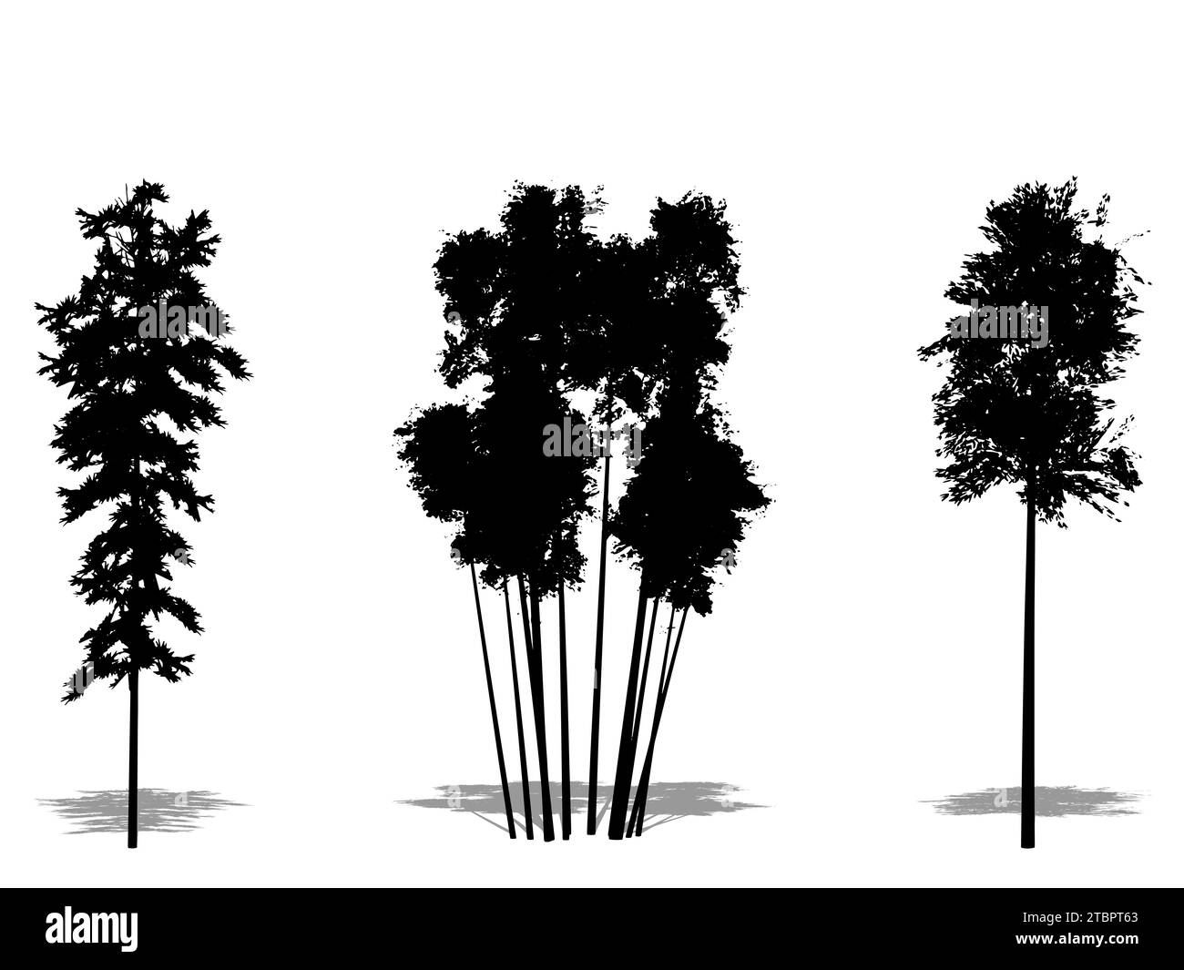 Set oder Sammlung von Bambusbäumen als schwarze Silhouette auf weißem Hintergrund. Konzept oder konzeptionelle 3D-Illustration für Natur, Planet, Ökologie und Kontra Stockfoto