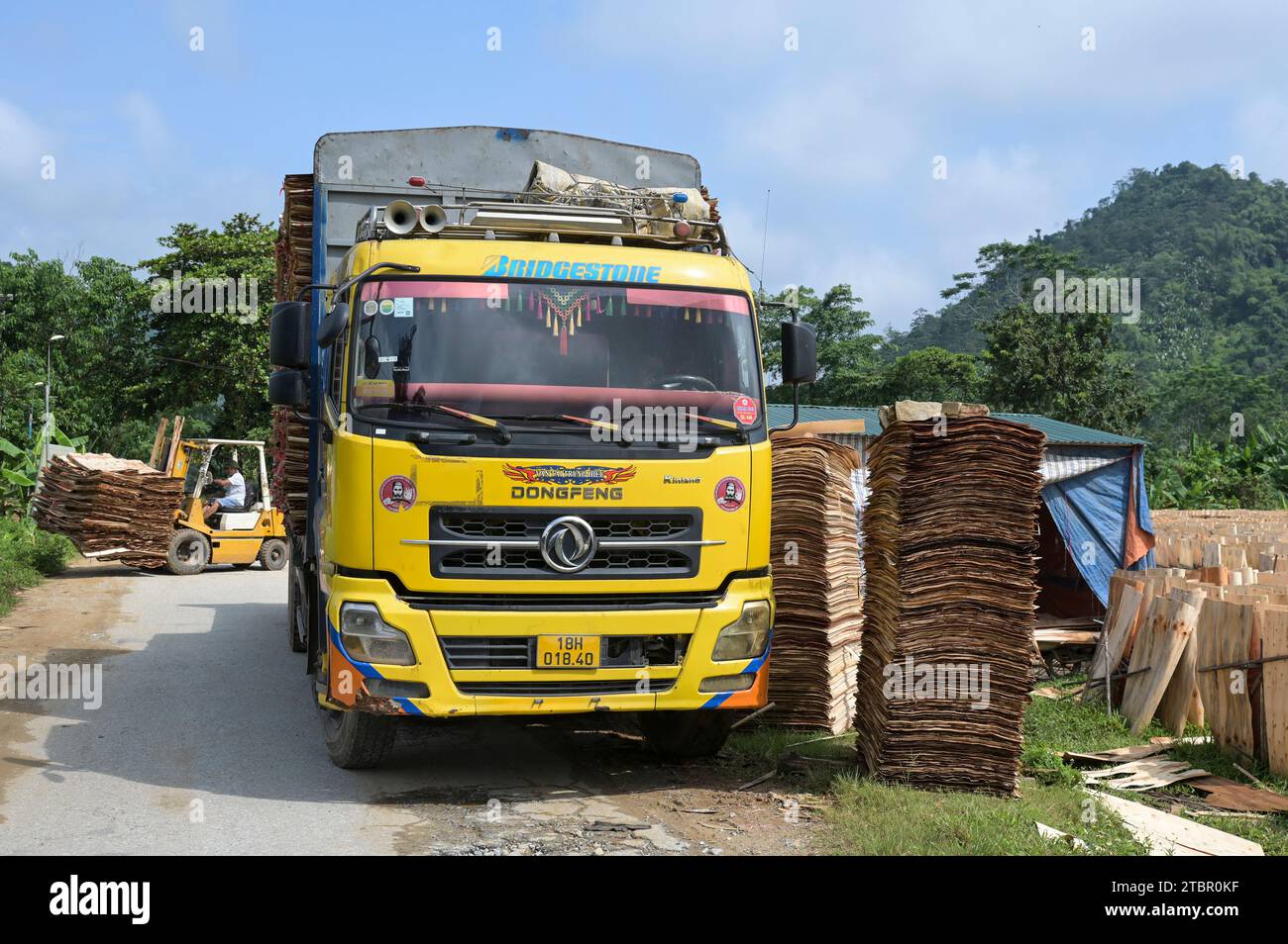 VIETNAM, Provinz Yen Bai, Dorf Cam Nhan, Verladung von chinesischem Dong Feng LKW mit dünnen Holzplatten, die zu Sperrholz verarbeitet werden / Verladung von hauchdünnen Holzplatten aus Plantagenholz die weiter zu Sperrholz und Leimholz verarbeitet werden Stockfoto